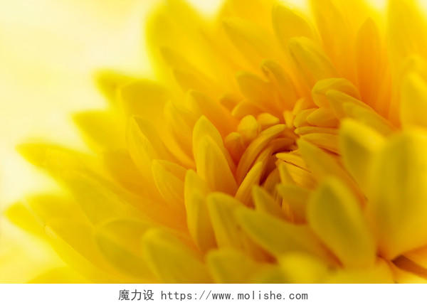 白底黄色菊花特写镜头传统二十四节气24节气清明节清明